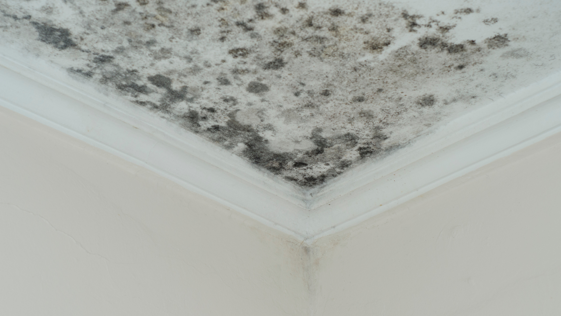 Does Homeowners Insurance Cover Mold Damage_ image 2