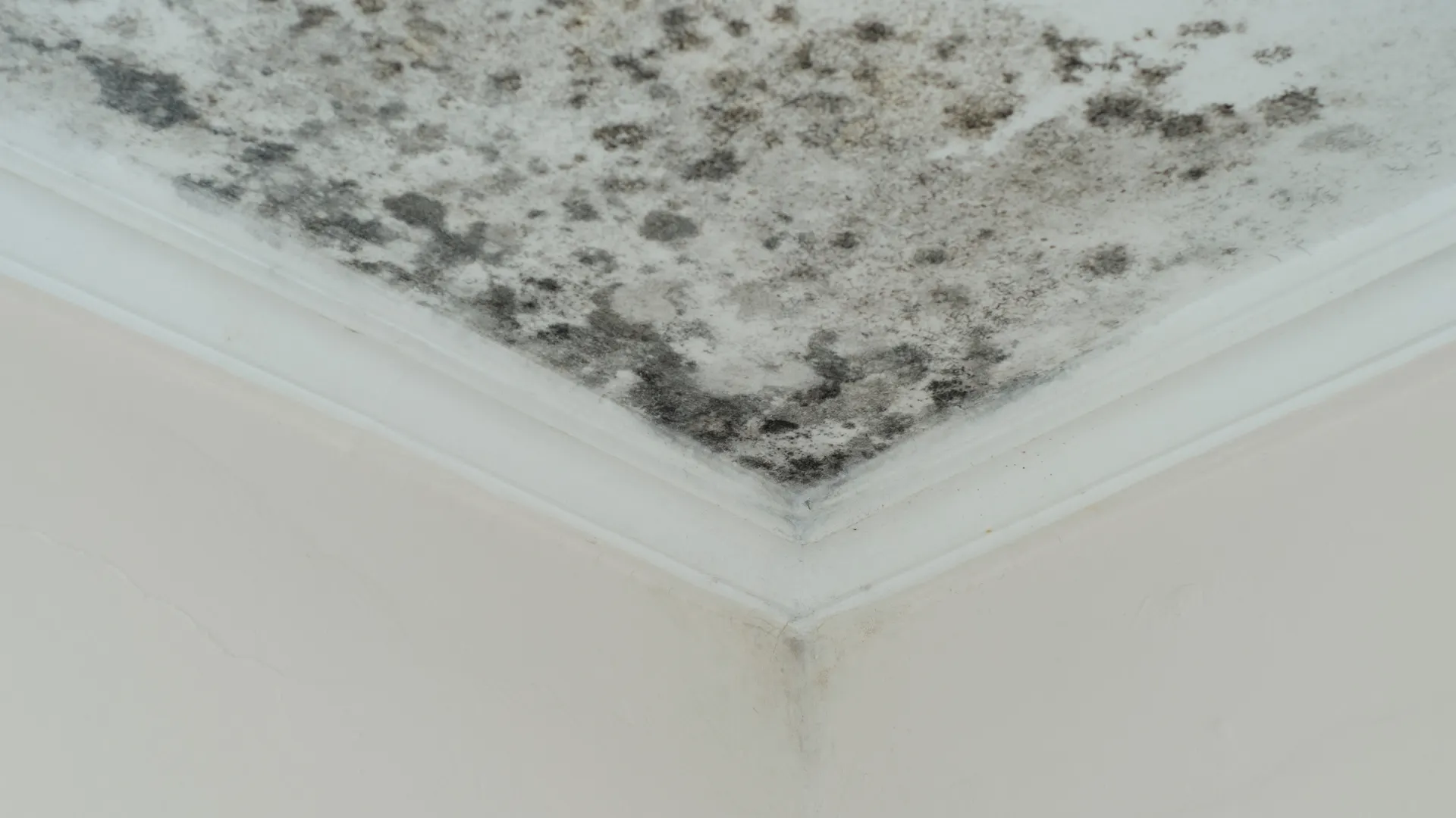 Does Homeowners Insurance Cover Mold Damage_ image 2