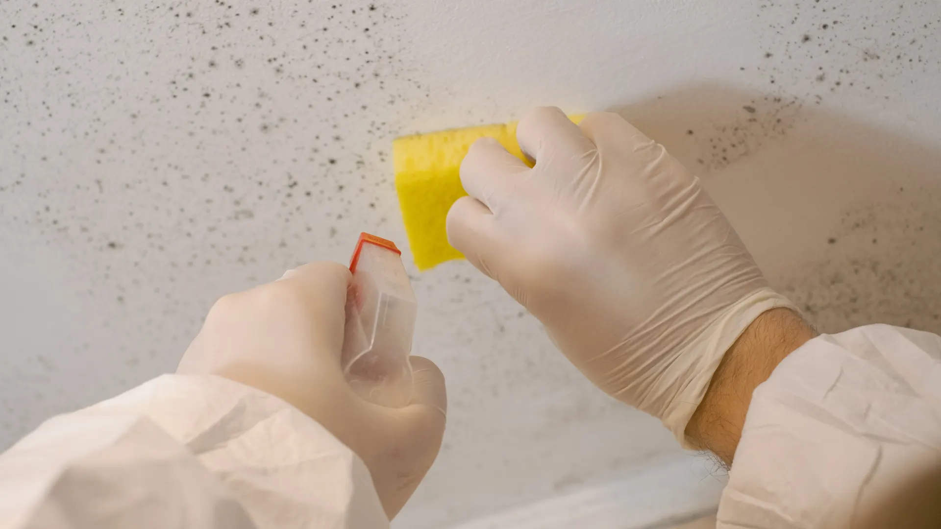 How to Prevent Mold in Your Home_ Houston’s Humidity Guide image 2