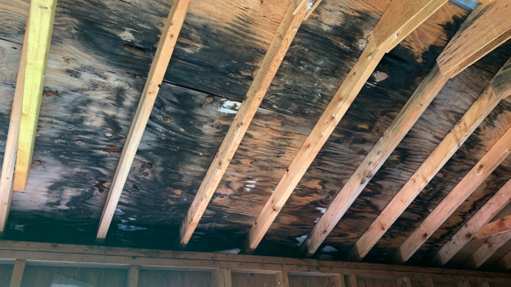 Signs You Have Black Mold in Your Home (And What to Do) image raw