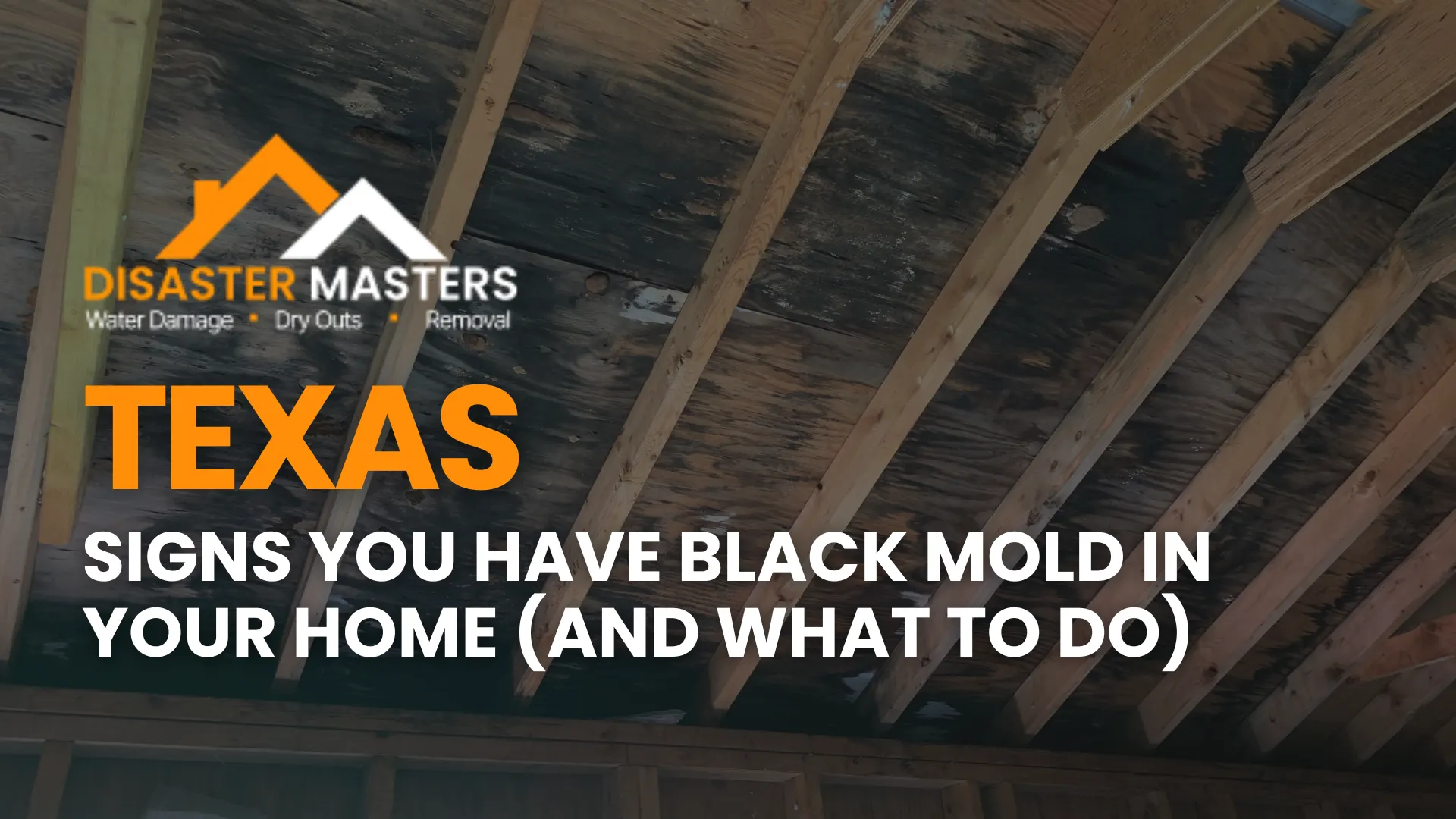 Signs You Have Black Mold in Your Home (And What to Do) image
